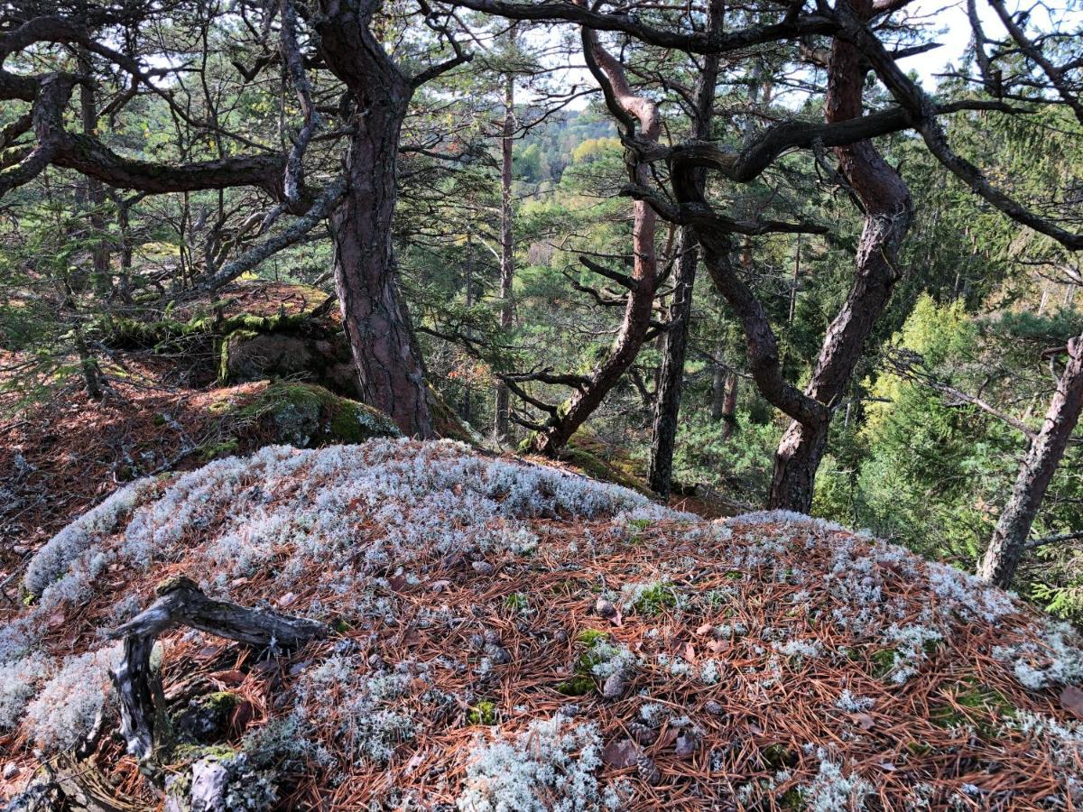 Mysig Och Modern Stuga Pa Snoegard, Naera Havet Och Naturen Lur (Tanum) Exterior foto