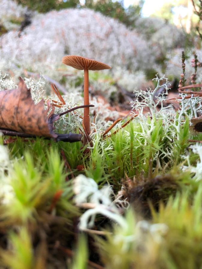 Mysig Och Modern Stuga Pa Snoegard, Naera Havet Och Naturen Lur (Tanum) Exterior foto